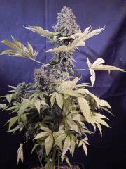 Opium Paradise Seeds Cut (14)