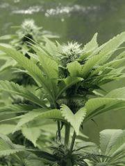 Paradise Seeds Opium Flo (12)