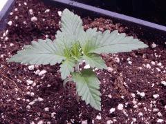 JDC Opium Paradise seeds (4)