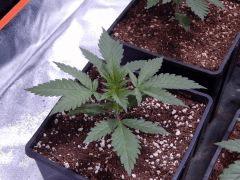 Opium Paradise seeds P  (2)