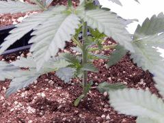 Opium Paradise seeds (4)