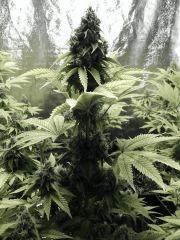 Paradise Seeds Opium Flo middle (2)