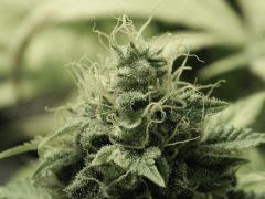 Paradise Seeds Opium Flo50 (18)