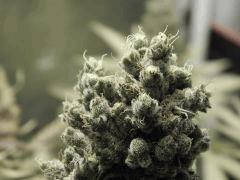 Opium Paradise Seeds (5)