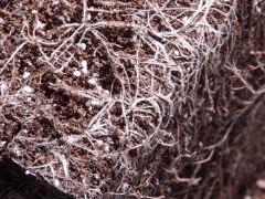Opium Paradise Seeds rempot (3)