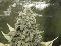 Paradise Seeds Opium détails (7)