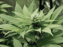 Paradise Seeds Opium Flo (3)