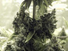 Paradise Seeds Flo68 (13)