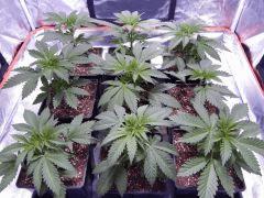 Opium Paradise Seeds R (1)
