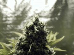 Paradise Seeds Opium Flo 55 (5)