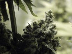 Paradise Seeds Flo68 (14)