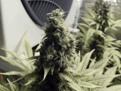 Paradise Seeds Opium Flo 64 (4)