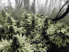 Paradise Seeds Opium Flo 55 (1)