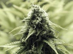 Paradise Seeds Opium (2)