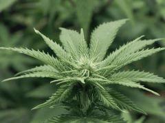Paradise Seeds Opium pistils (9)