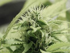 Opium Paradise Seeds  (15)