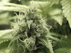 Paradise Seeds Opium Flo middle (21)