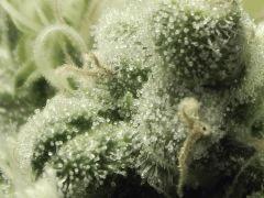 Macro Opium (1)
