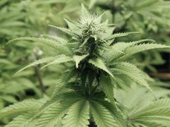Paradise Seeds Opium Flo (7)
