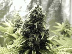 Paradise Seeds Opium Flo50 (3)