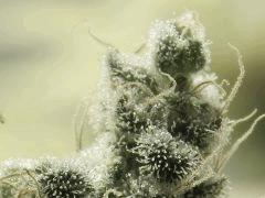 Paradise Seeds Flo68 (22)