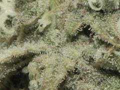 Paradise Seeds Opium détails macro (8)