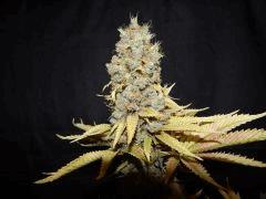 Flo 83 Paradise Seeds Opium (7)