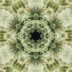 opium paradise seeds kaleido (2).jpg
