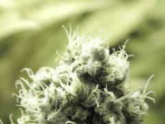 Paradise Seeds Opium Flo50 (20)