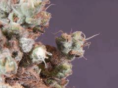 Opium Paradise Seeds Cut (10)