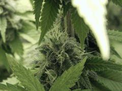 Paradise Seeds Opium (6)