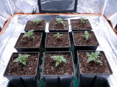 JDC Opium Paradise seeds (10)