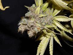 Flo 83 Paradise Seeds Opium (12)
