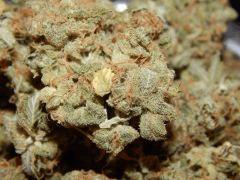 Opium Paradise Seeds Report (8)