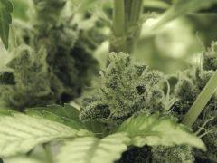 Paradise Seeds Opium Flo 64 (23)