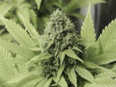 Paradise Seeds Opium Flo middle (17)