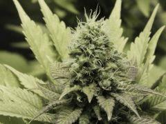 Paradise Seeds Opium Flo middle (16)