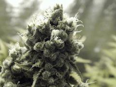 Paradise Seeds Opium Flo 60 (5)