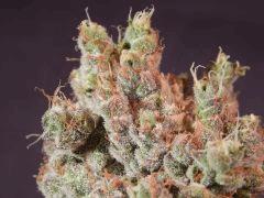 Opium Paradise Seeds Cut (9)