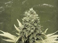 Paradise Seeds Opium Flo 55 (10)