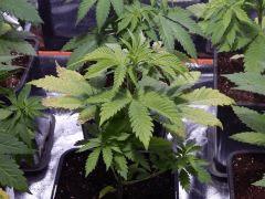 Opium Paradise Seeds rempot (11)