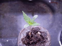 Opium (3)