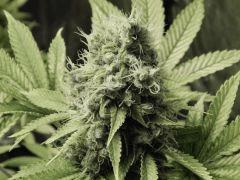 Paradise Seeds Opium Flo 60 (11)