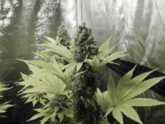 Paradise Seeds Opium Flo 60 (28)