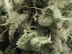 Paradise Seeds Macro (1)