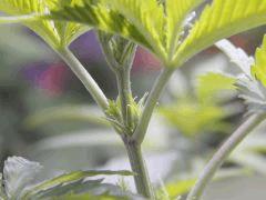 Opium Paradise Seeds rempot (21)