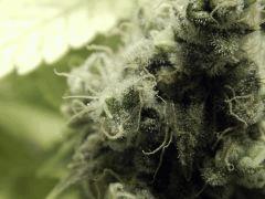 Paradise Seeds Opium Flo 60 (19)