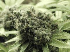 Paradise Seeds Opium  (14)