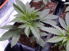 Opium Paradise seeds (6)
