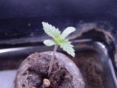 Opium (5)